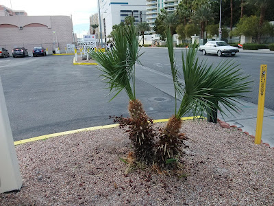 palm tree in las vegas, seeds on the tree