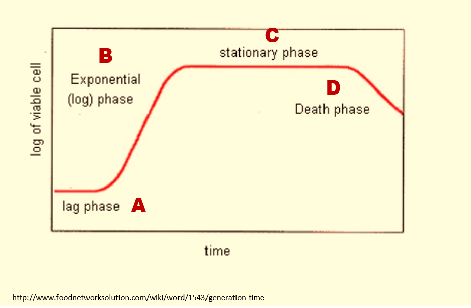 Bacteria Growth Curve