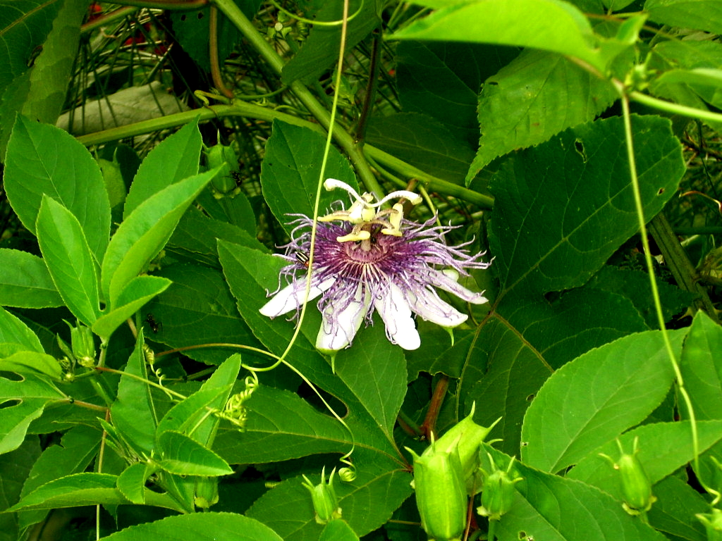 The Home Site: Passion Flower - A Great Vine and Groundcover