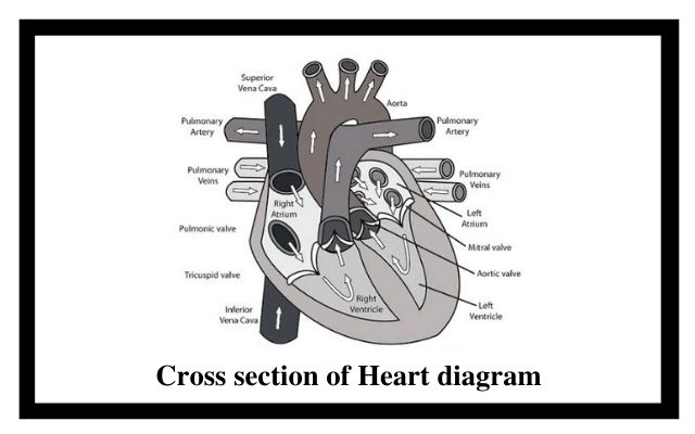 Cross section of heart