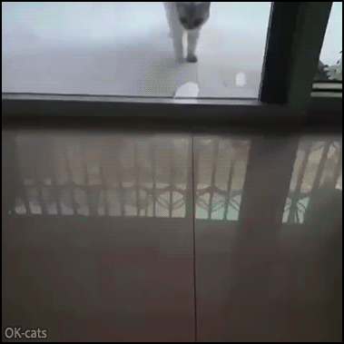 Amazing Cat GIF • OMG! Cats are liquid, flexible and they can go through very small hole Amazing Cat GIF • OMG! Cats are liquid, flexible and they can go through very small hole