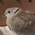 Ήπειρος:Διασώσεις άγριων πτηνών με μια "αλυσίδα" συνεργασίας από φορείς και κατοίκους της περιοχής