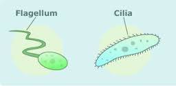Flagella and Cilia: Structure and Functions ~ Zoology-NETWORK