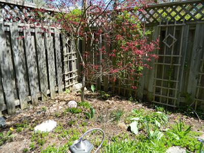 Riverdale Backyard Spring Garden Cleanup Before by Paul Jung Gardening Services a Toronto Gardening Company Riverdale Backyard Spring Garden Cleanup Before by Paul Jung Gardening Services a Toronto Gardening Company