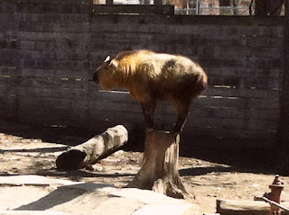 South Bend, Indiana'daki Potawatomi Hayvanat Bahçesi'nde bir Tibet (Siçuan) takini