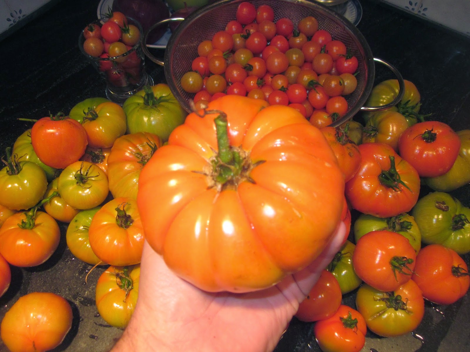 tomato growing tips