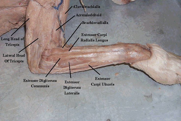 Cat Muscle Dissection 101