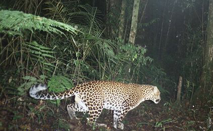 Gunung Pandan Tempat Petilasan Eyang Derpo Dan Habitat Macan