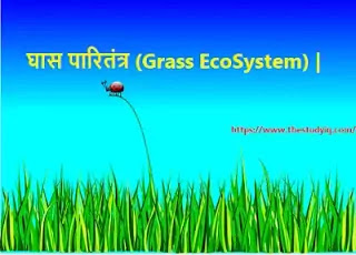 घास पारितंत्र (Grass EcoSystem) |