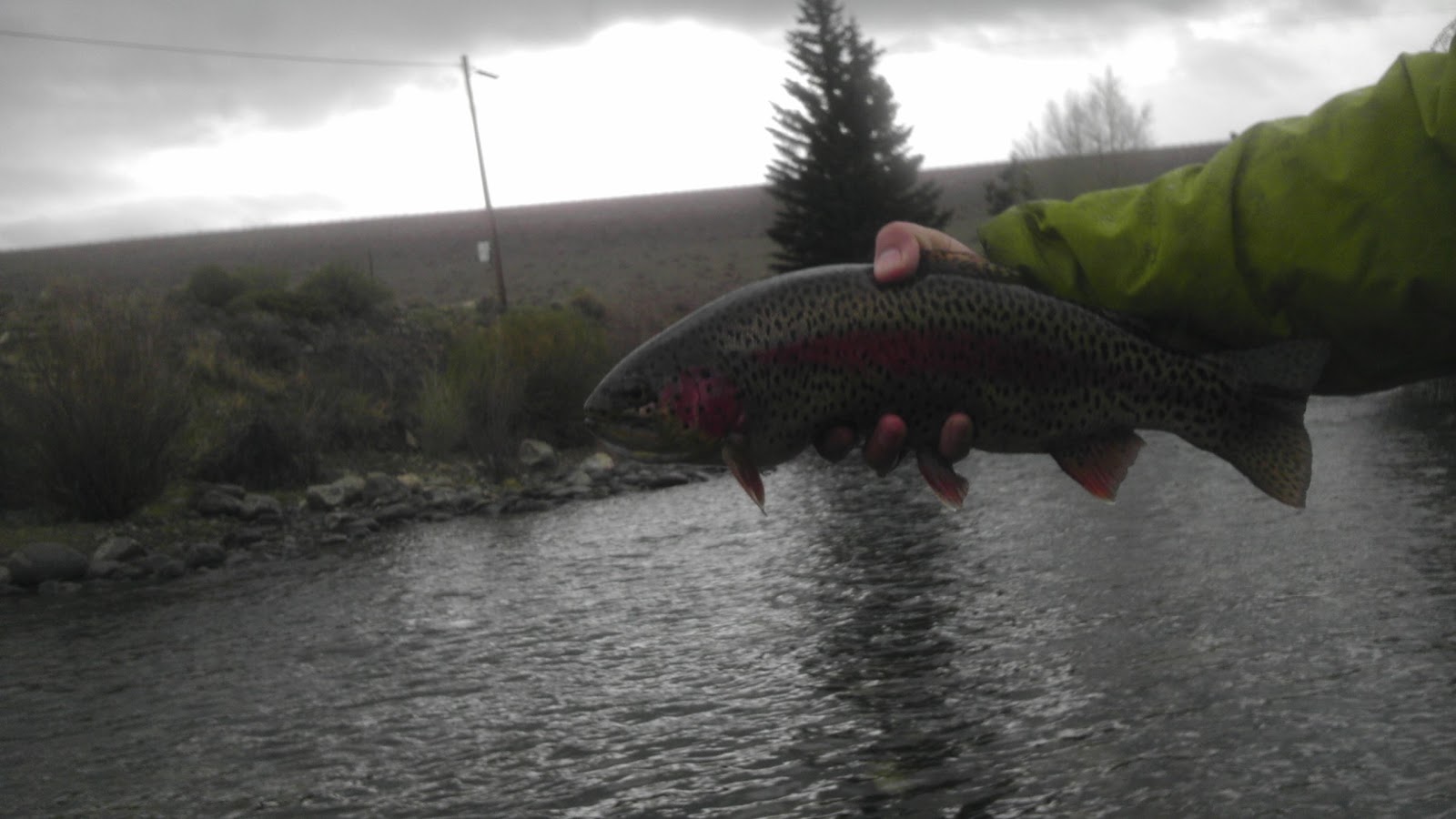Colorado Fly Fishing 05/06/12 Blue River in Silverthorne