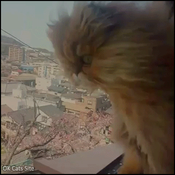 Amazing Cat GIF • Proud Persian cat with long hair blowing in the wind. Cat domination over the City Amazing Cat GIF • Proud Persian cat with long hair blowing in the wind. Cat domination over the City