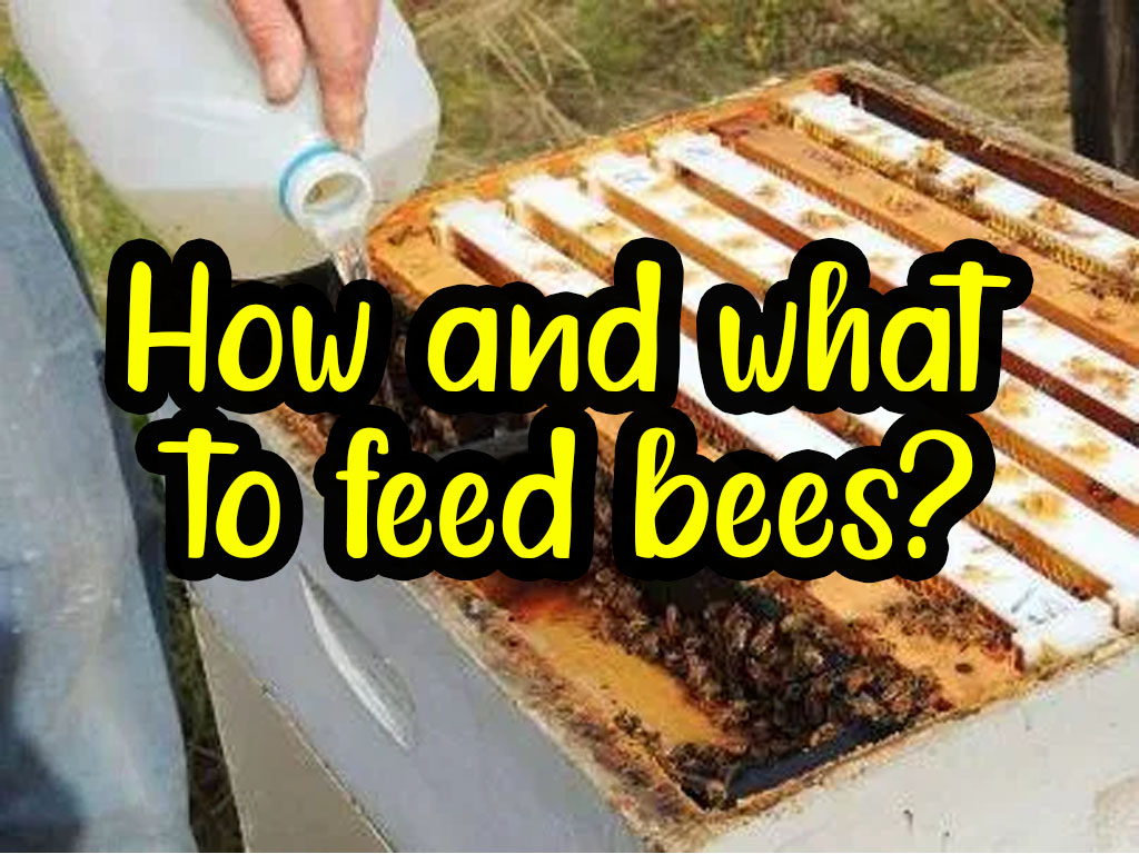 How and what to feed bees? How and what to feed bees?