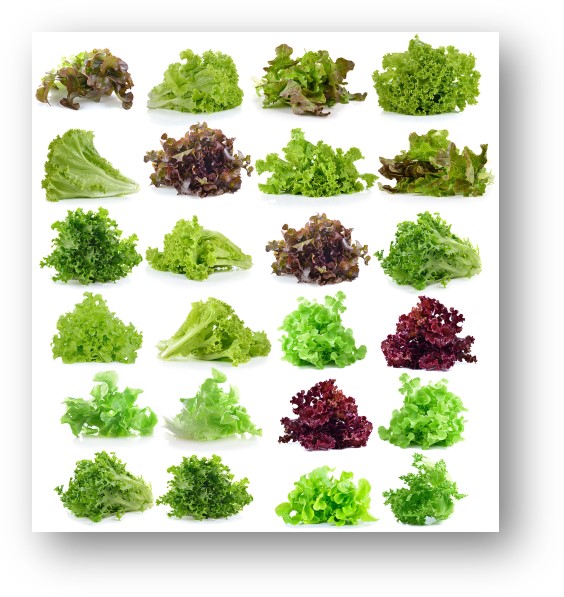 CHEF Q 4 parts of Salad as The Structure in Salad Creation