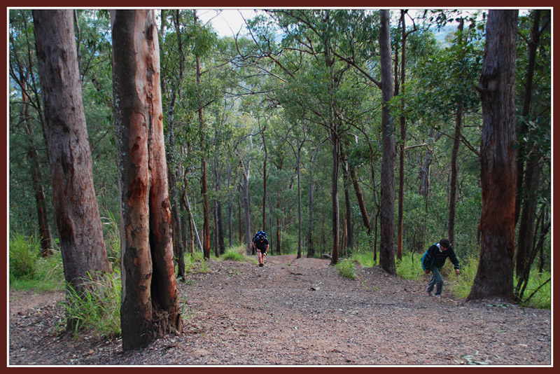 Week 4 Mini Milestone Mt Coottha Kokoda Track Week 4 Mini Milestone Mt Coottha Kokoda Track