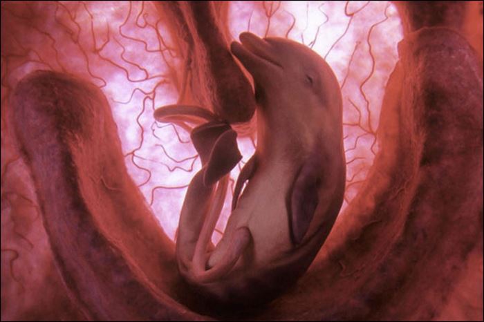 12 Wonderful Pictures of Unborn Animals in the Womb - Dolphin