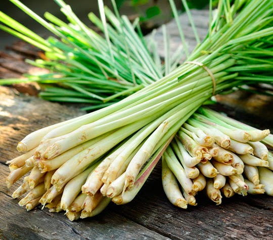 lemongrass pentru vedere
