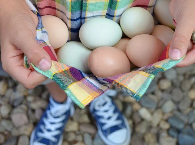 boy wearing plaid shirt and sneakers holding eggs