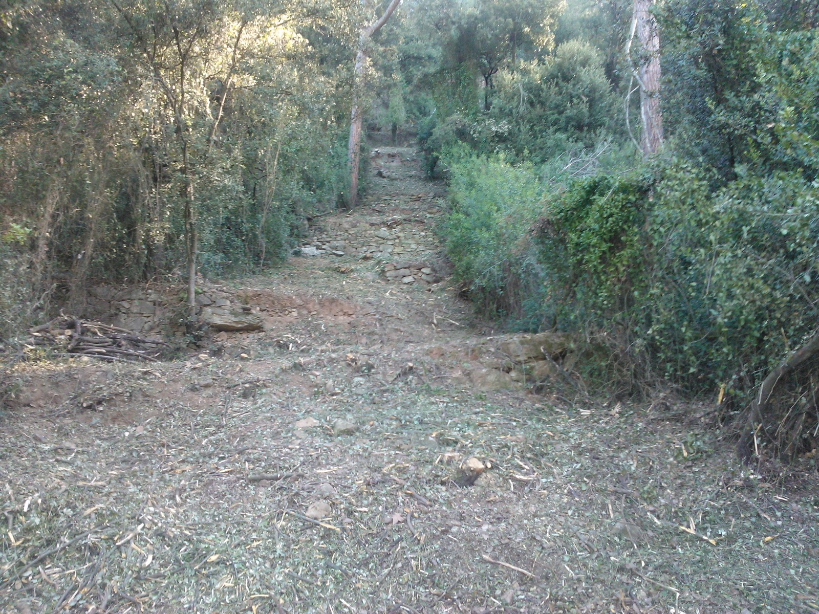 Blog medijardí Cortafuegos y actuaciones en el bosque