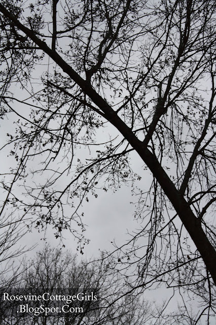 Photo is looking up at a gray sky and tree trunk and branches that has lost most of its leaves from the changing of seasons to autumn at Cummins Falls by rosevinecottagegirls.com article.