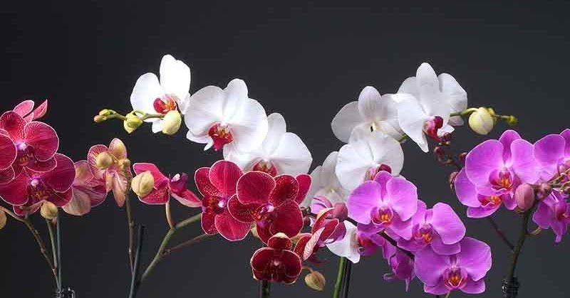 Database Link Grup Wa Alamat Email Dan Nomor Hp Grup Wa Hobi Bunga Anggrek Benih Tanaman Hias Herbal Tanaman Obat