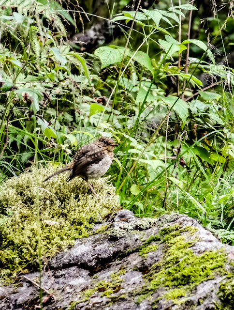 Jonge roodborst