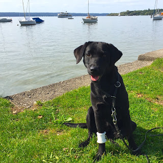 Schwarzer Labrador am Ammersee