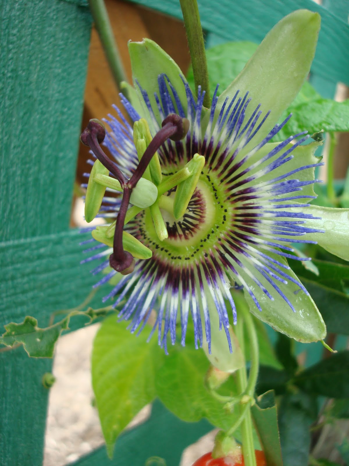 Apothecary Inn The Passionflower Is Blooming!