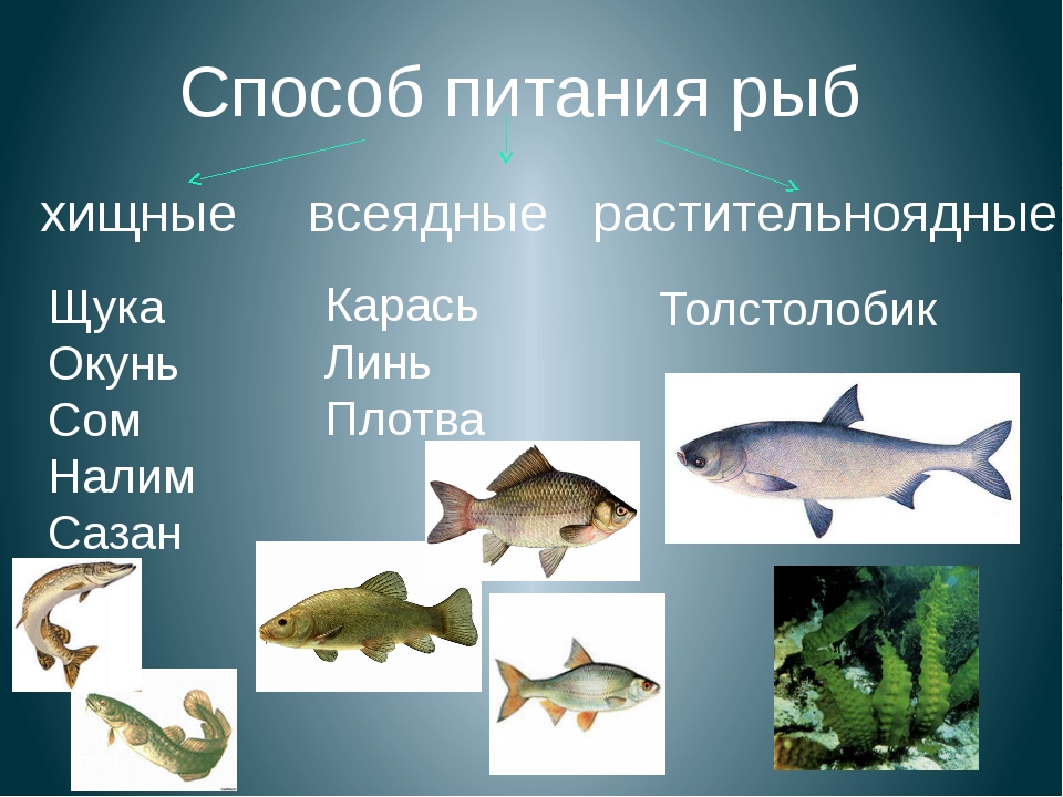 Рыбы обитатели водоемов. Рыбы Хищные и растительноядные. Хищные и травоядные рыбы. Питание рыб. Многообразие рыб.