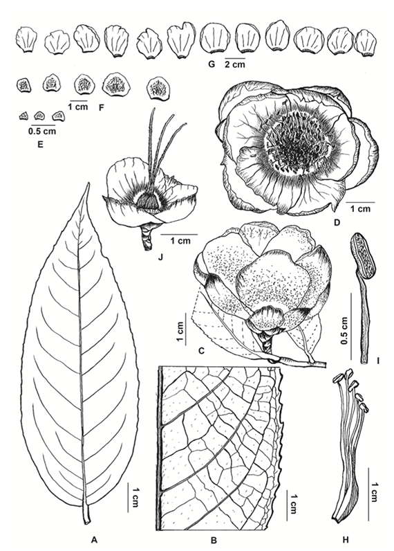 Camellia puhoatensis