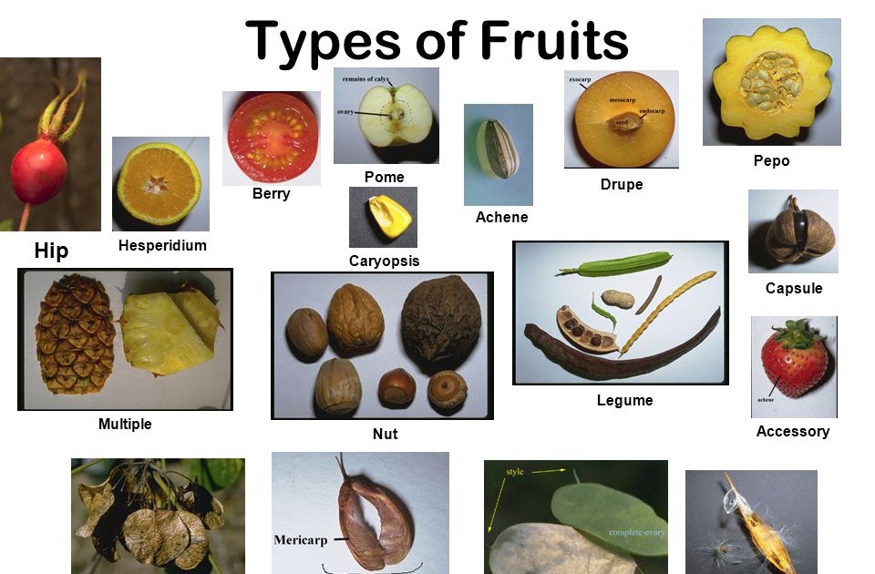 List of differences between different types of fruits (drupes, nuts