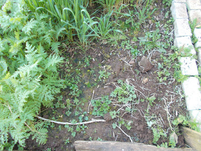 Digging in green manure 80 Minute Allotment Green Fingered Blog