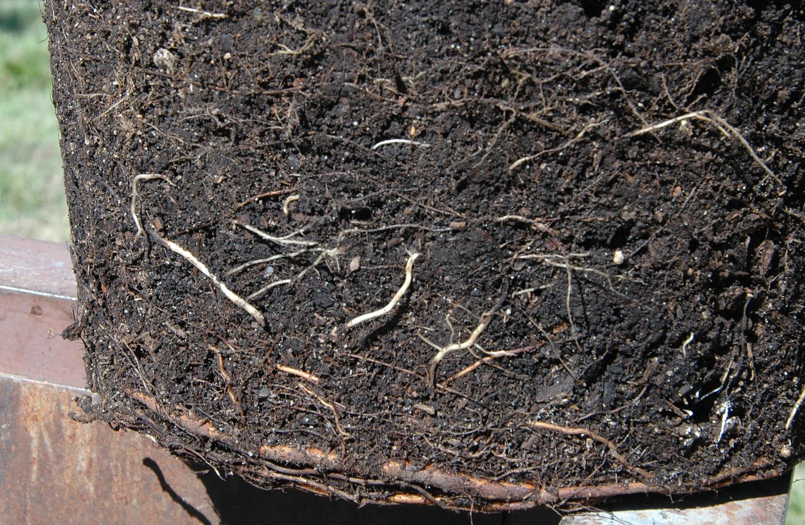 Pecan Tree Root System - bazaarstory