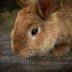 6 Things You Need Before Getting a Rabbit