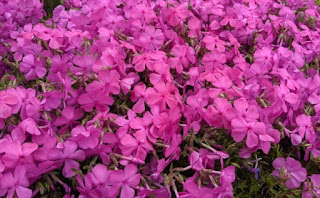 Reynolds Professor Creates an Audio Diary to Document the COVID-19 Crisis 2