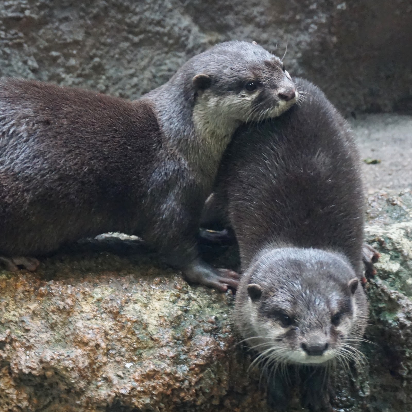 福岡市動物園ブログ 世界カワウソの日 動画で紹介