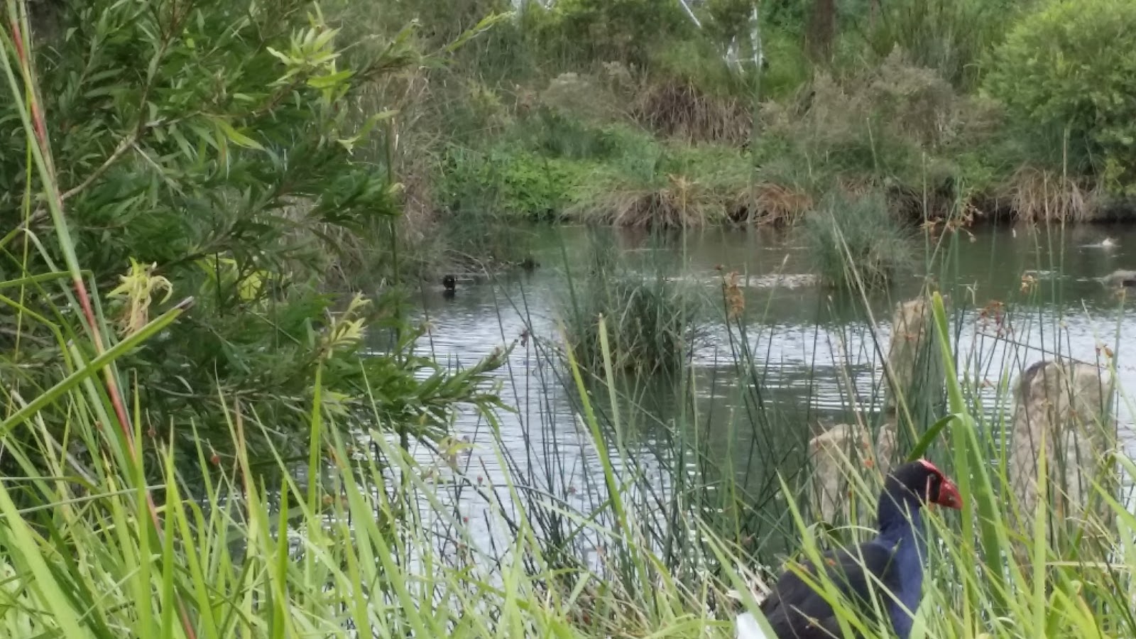 Counting Cormorants Cup and Saucer Creek Wetland
