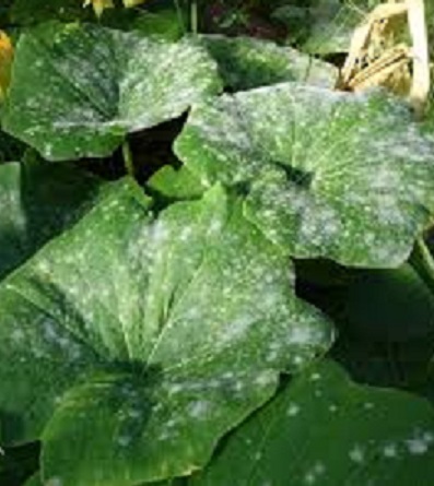 Powdery Mildew of Cucurbitceous crops