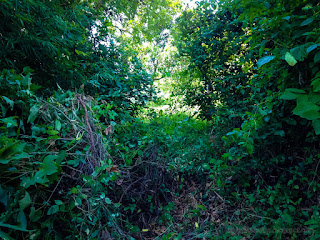 Footpaths Between Bushes Wild Plants And Trees In The Fields North Bali Indonesia