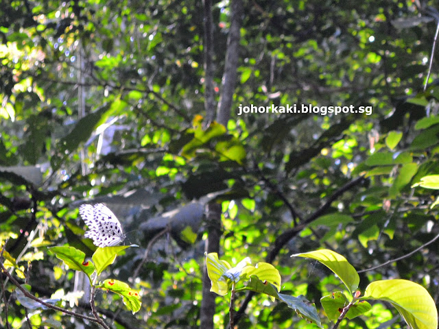 Trekking at Hutan Lipur Gunung Pulai Recreational Forest in Johor Malaysia Hutan-Lipur-Gunung-Pulai-Recreational-Forest-Johor-Malaysia