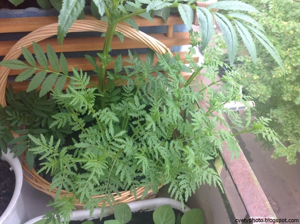 Монстера сорта: Галерея Различных Вариантов Эко-фокус orion-tennis.ru