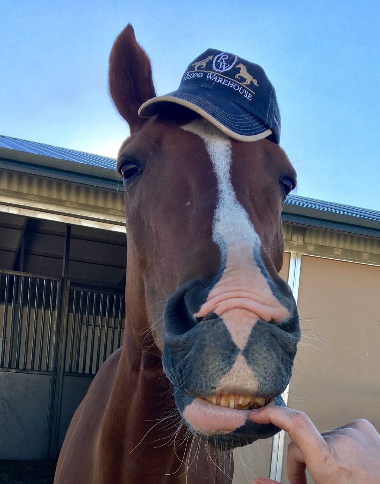 Eventing Saddlebred Style Quarter 3 Goals (Only a Month Late)