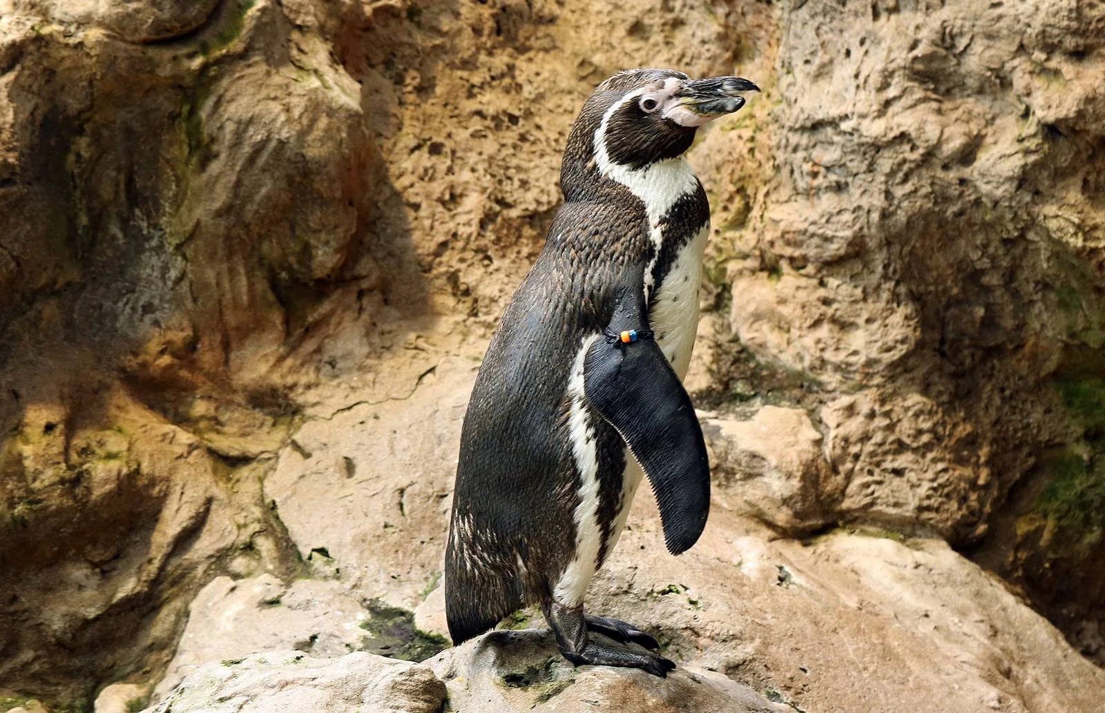 長崎-景點-推薦-長崎企鵝水族館-長崎必玩景點-長崎必去景點-長崎好玩景點-市區-攻略-長崎自由行景點-長崎旅遊景點-長崎觀光景點-長崎行程-長崎旅行-日本-Nagasaki-Tourist-Attraction