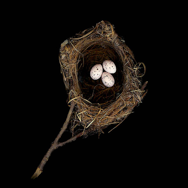 Гнездо китайской черноголовой иволги