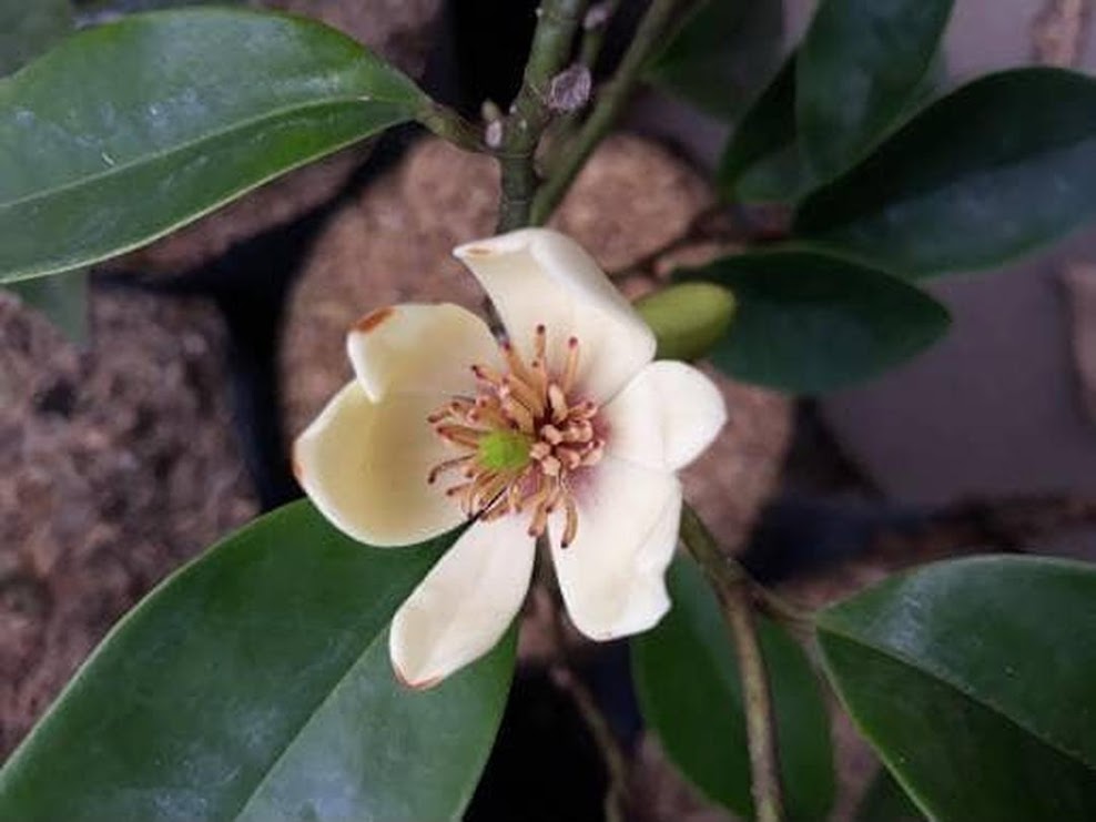 bibit tanaman bunga cempaka mulya magnolia figo Kalimantan Tengah