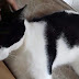 Família faz apelo para encontrar gato desaparecido em Cajazeiras