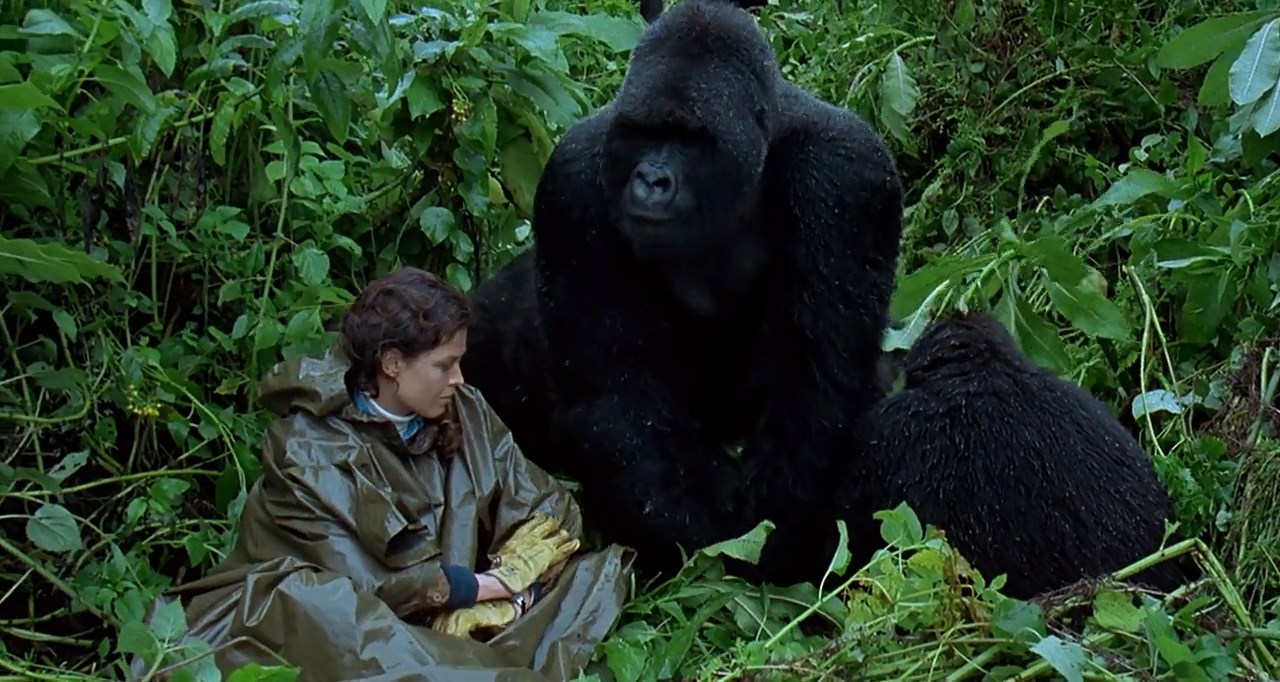 BliZZarraDas: Gorillas in the Mist: The Story of Dian Fossey (1988) - Gorillas In The Mist The Story Of Dian Fossey
