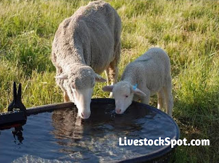 The Importance Of Water To Livestock Animals 