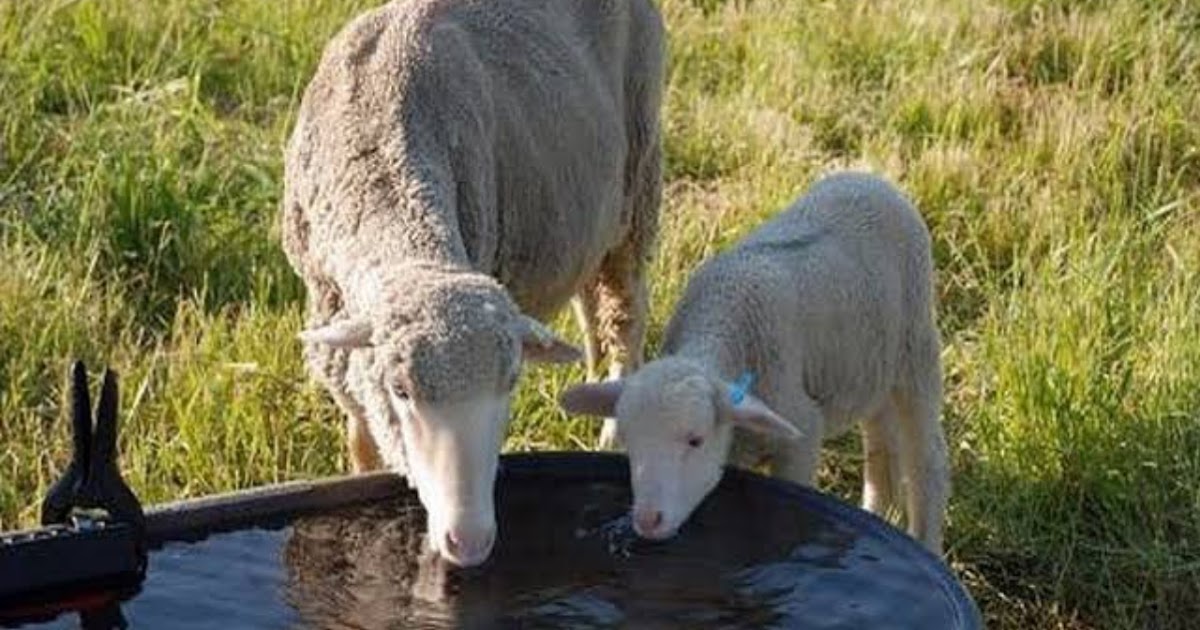 The Importance Of Water To Livestock Animals | LivestockSpot