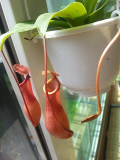 New pitchers are formed from the leaf tips