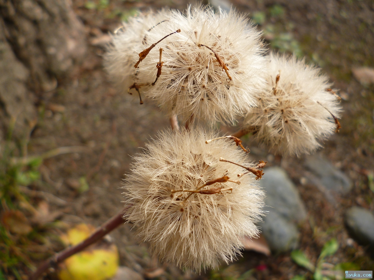 ツワブキの綿毛